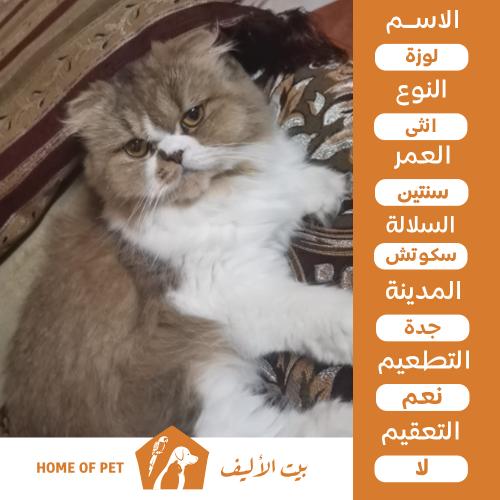 قطة انثي للتنبي في جدة لوزة