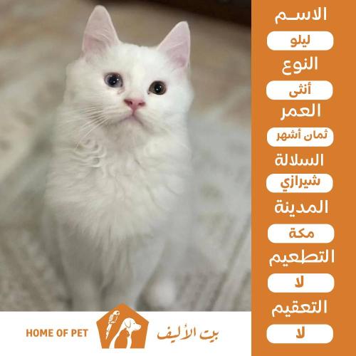 قطة انثى للتبني في مكة ليلو