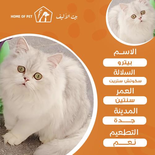 قط فندقة تزاوج بجدة بيترو