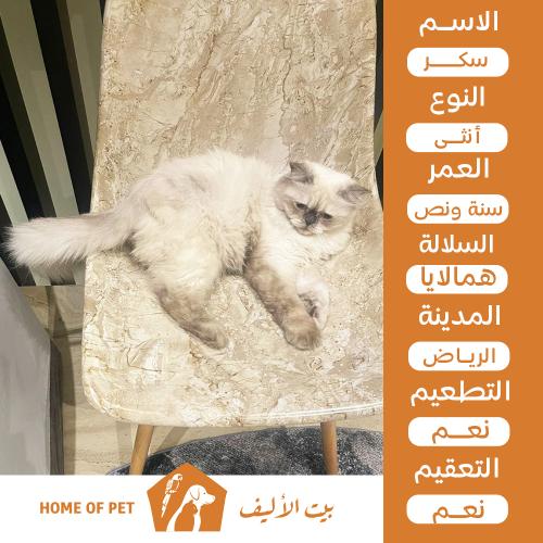 قطة أنثى للتبني في الرياض سكر