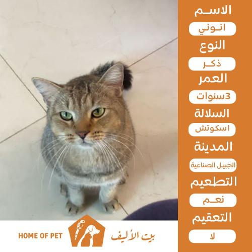 قط ذكر للتبني في الجبيل الصناعية أنوني