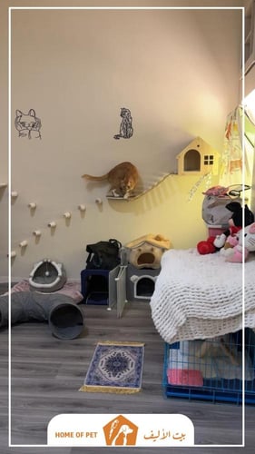 فندقة قطط بالدمام القط المملوح