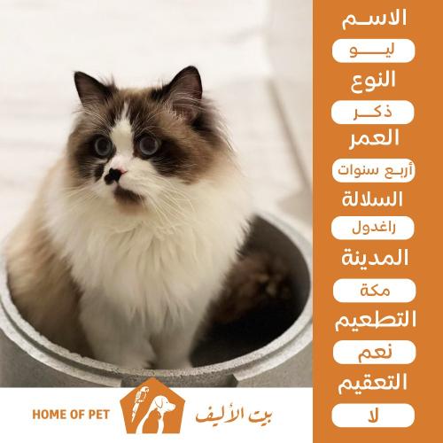 قط ذكر للتبني في مكة ليو