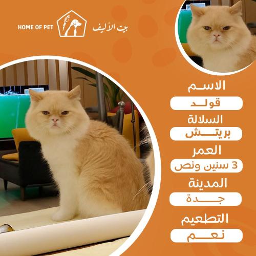 قط فندقة تزاوج بجدة قولد