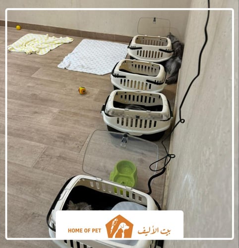 فندقة قطط بخميس مشيط CATNIPS