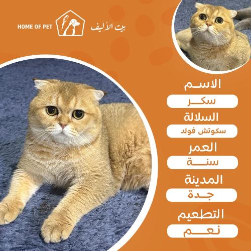 قط فندقة تزاوج بجدة سكر