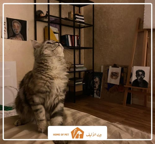 فندقة قطط بخميس مشيط CATNIPS