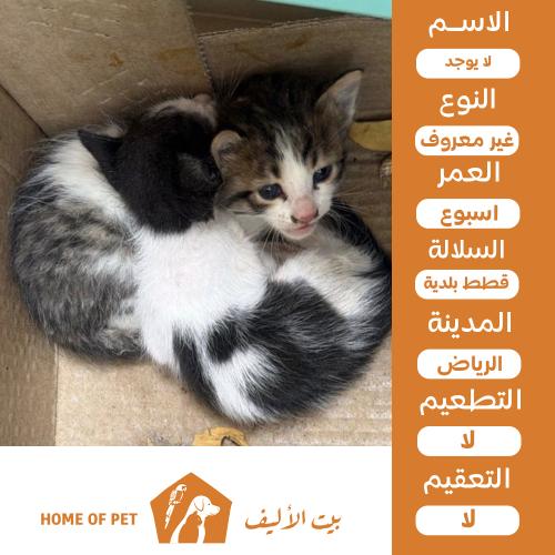 قطتين حديثي الولادة في الرياض