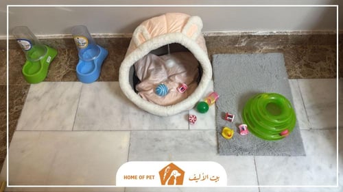 فندقة قطط بجدة Cute Cat