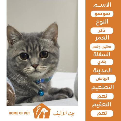 قط ذكر للتنبي في الرياض سوسو