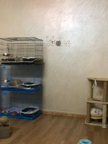 فندقة قطط بمكة المكرمة