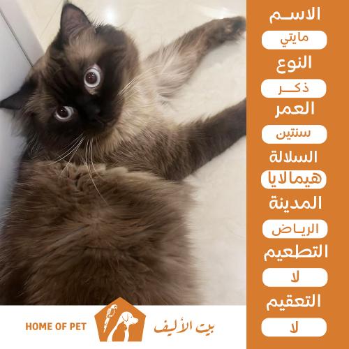 قط ذكر للتبني في الرياض مايتي