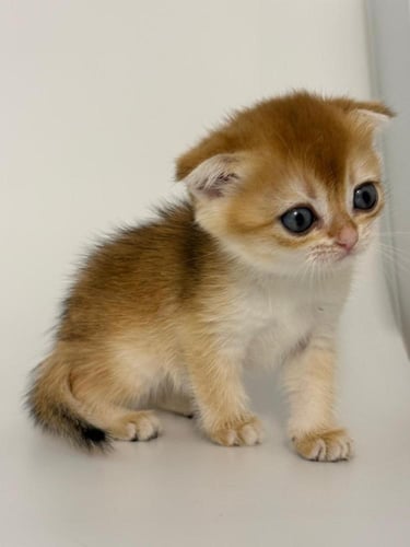 قط انثى للبيع في بريده