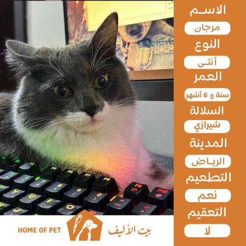 قطة أنثى للتنبي في الرياض مرجان