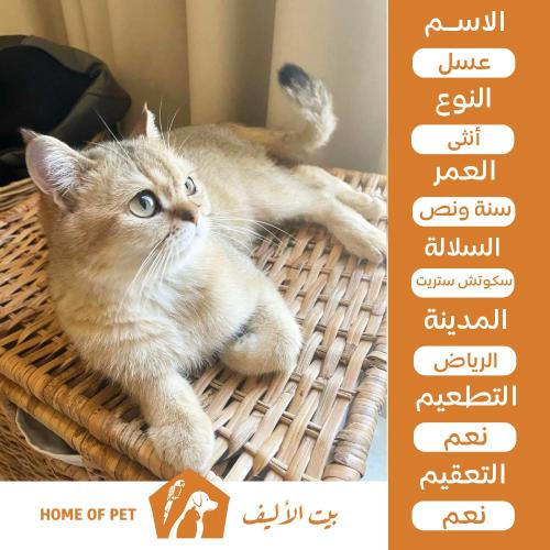 قطة أنثى للتبني في الرياض عسل