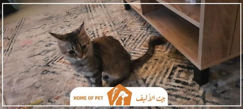 قطة انثى للتنبي في مكة