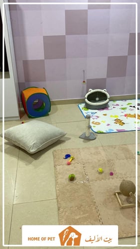 فندقة قطط بالدمام يومية و أسبوعية وشهرية