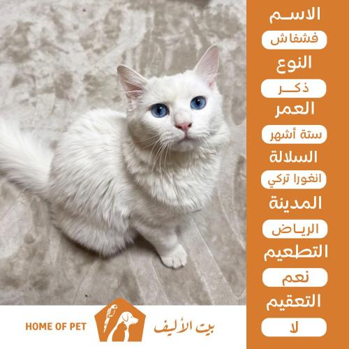 قط ذكر للتبني في الرباض فشفاش