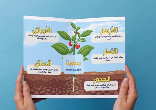 ‎مطوية النباتات وأجزاؤها- اول -