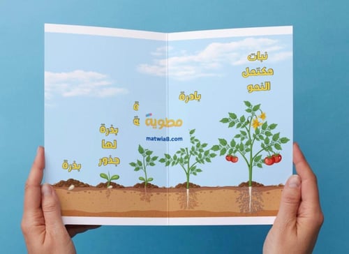 ‎مطوية نمو النباتات - اول -