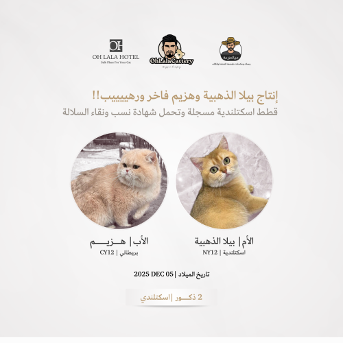 انتاج بيلا الذهبية وهزيم - اسكتلندي