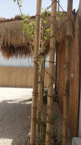 غطاء قش تقليدي (للسقف أو الجدار أو الحواجز)