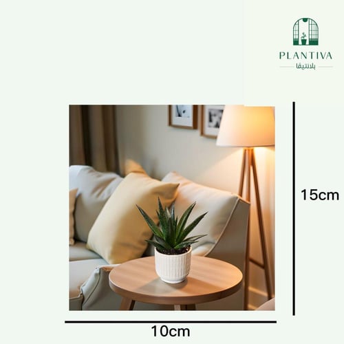 نبتة صبار هوثيا مركن منقط