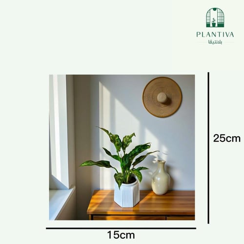 نبتة أجلومينيا 25 سم