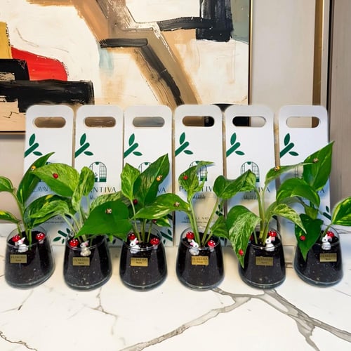 توزيعات بلانتيفا نبتة بوتس مركن زجاجي