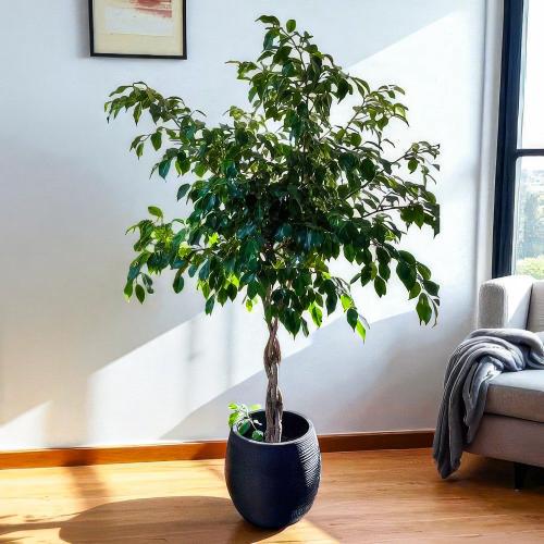 نبتة فيكس بينجامينا اصيص فايبر اسود 140 سم