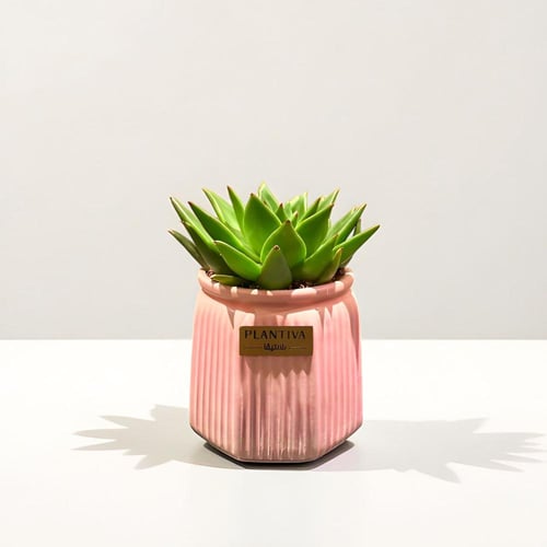 نبتة ايشفيريا مركن وردي