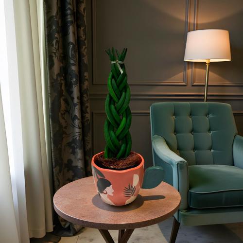 نبتة سانسيفيريا 15 سم مركن مودرن ارت