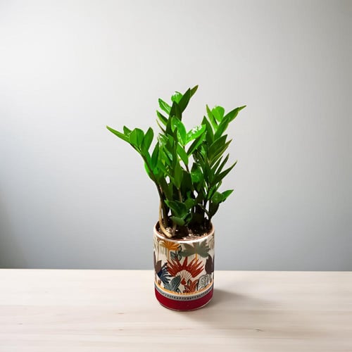 نبتة زاميا مركن بنقشة 30 سم