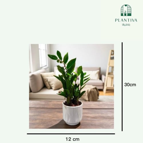 نبتة زاميا بمركن ابيض مزخرف 30 سم