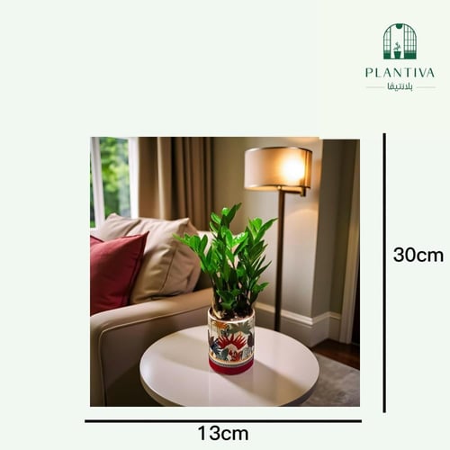 نبتة زاميا مركن بنقشة 30 سم