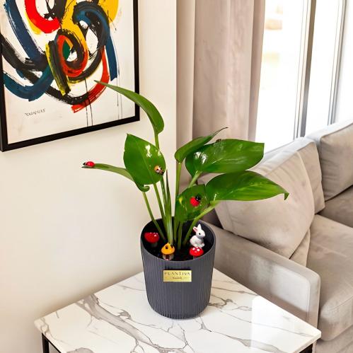 نبتة بوتس في مركن رمادي