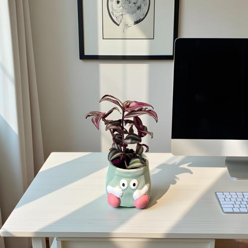 نبتة زيبرينا مركن وجه مبتسم اخضر