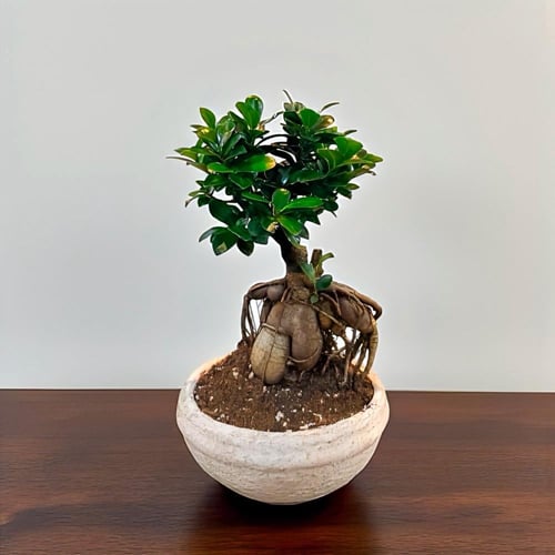 نبتة فيكس بونساي 30 سم