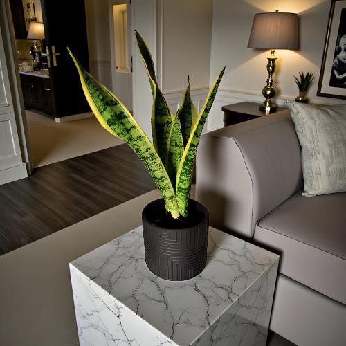 نبتة سانسيفيريا 35 سم مركن رمادي داكن