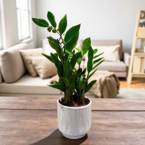 نبتة زاميا بمركن ابيض مزخرف 30 سم