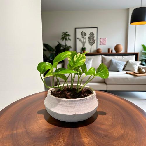 نبتة بوتس مركن دائري بيج