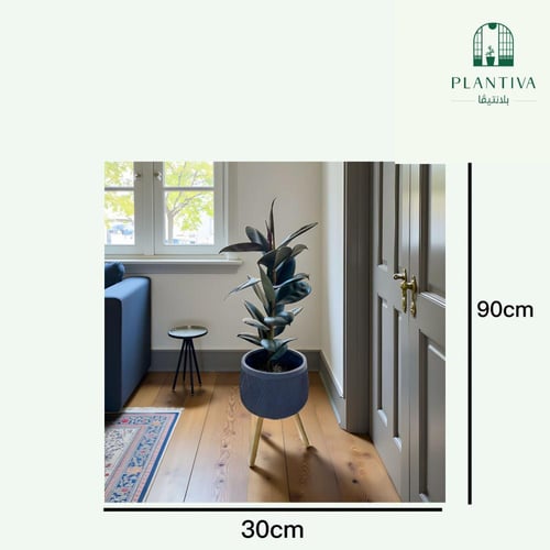 نبتة فيكس الستكا 90 سم مركن بقاعدة خشبية