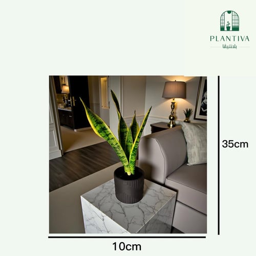 نبتة سانسيفيريا 35 سم مركن رمادي داكن
