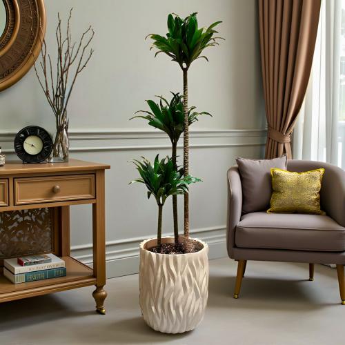 نبتة دارسينا كومباكتا مركن بيج مزخرف 150 سم