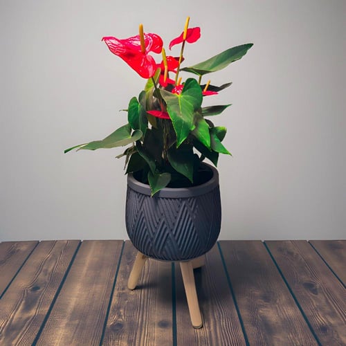 نبتة انتوريوم حمراء 60 سم مركن بقاعدة خشبية