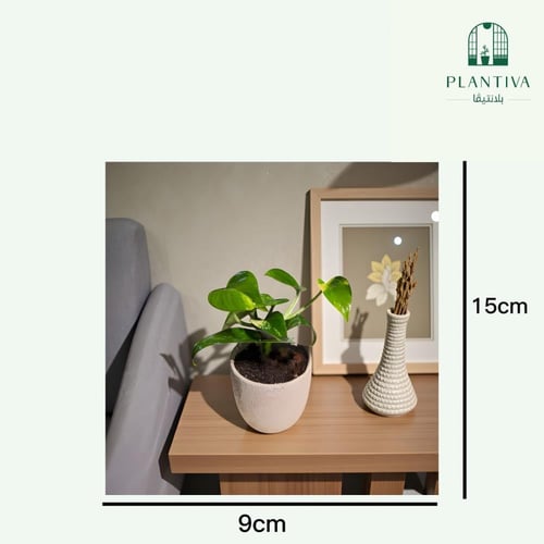 نبتة بوتس في مركن بيج