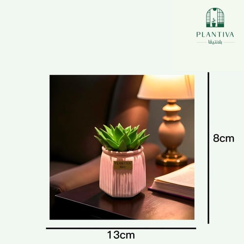 نبتة ايشفيريا مركن وردي