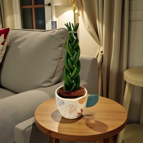 نبتة سانسيفيريا 15 سم مركن مودرن ارت