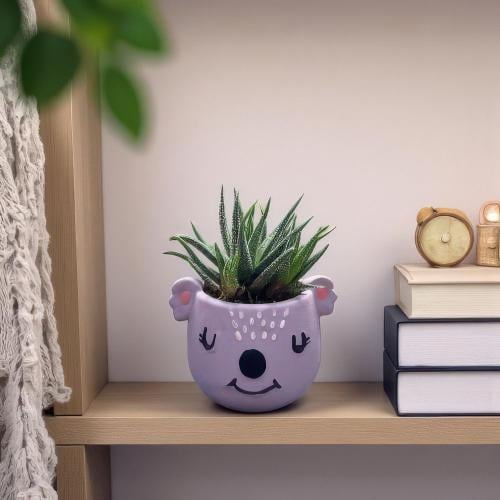 نبتة هاوورثيا وعاء كوالا بنفسجي