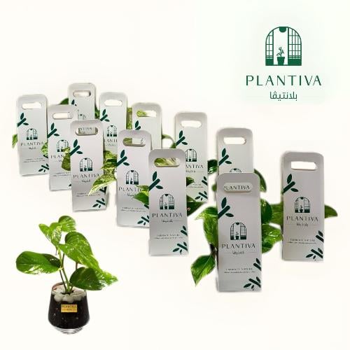 توزيعات بلانتيفا نبتة بوتس مركن زجاجي